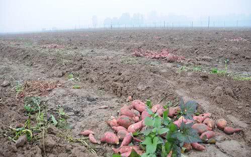 紅薯滯銷，汗水與淚水交織的秋收之痛